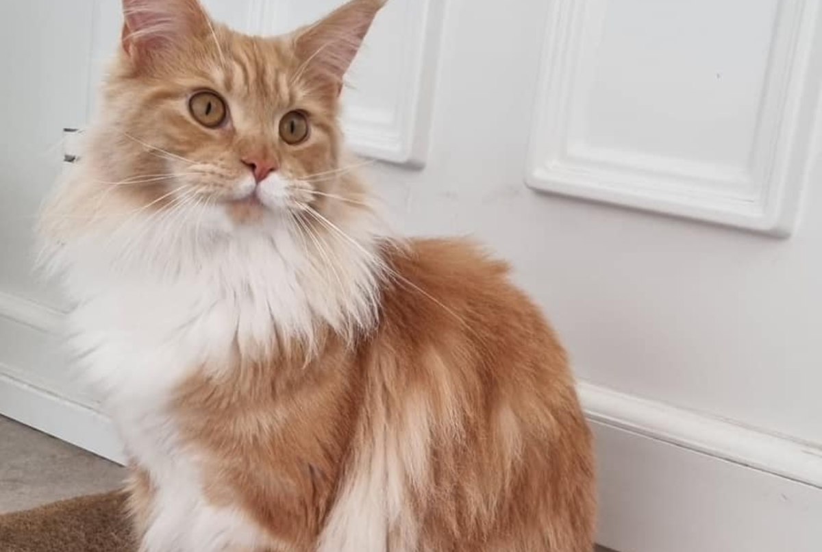 a cat sitting on the floor