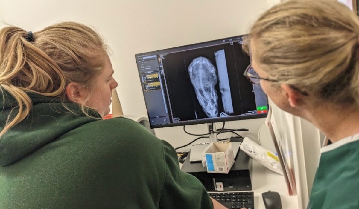 two vet looking at a computer screen