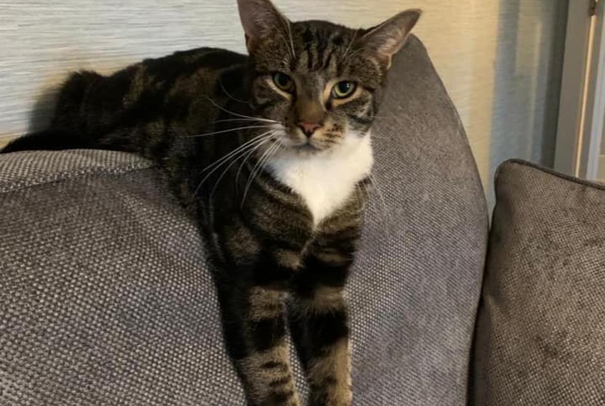 a cat lying on a couch