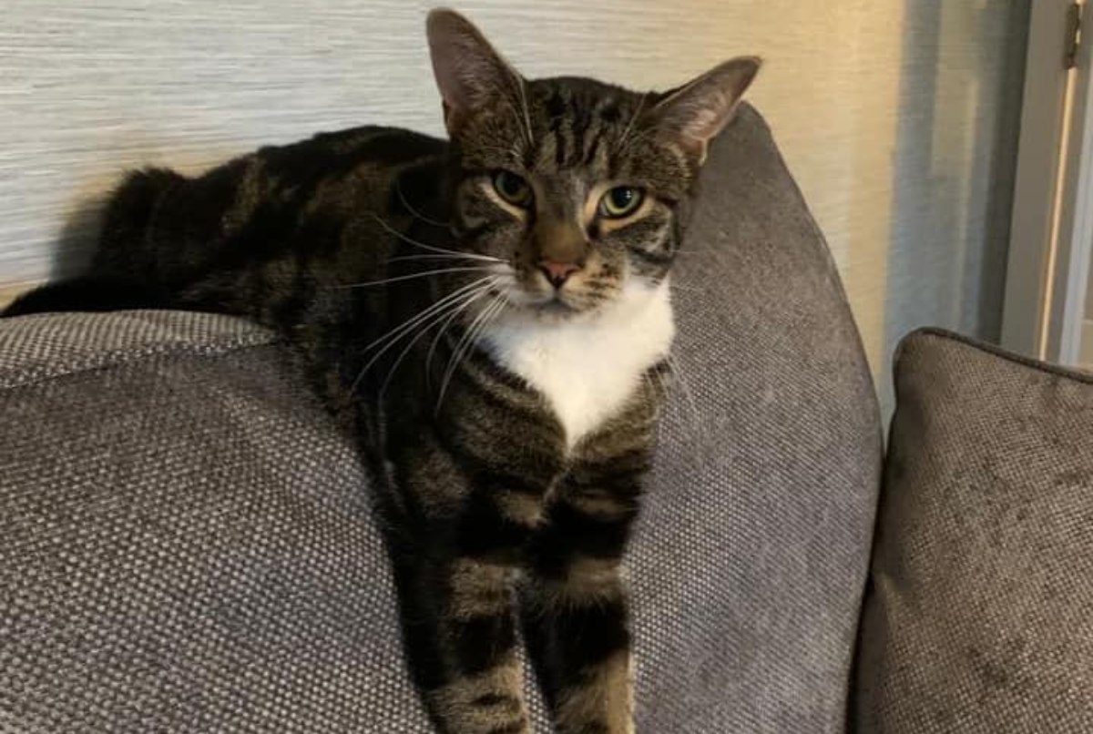 a cat lying on a couch