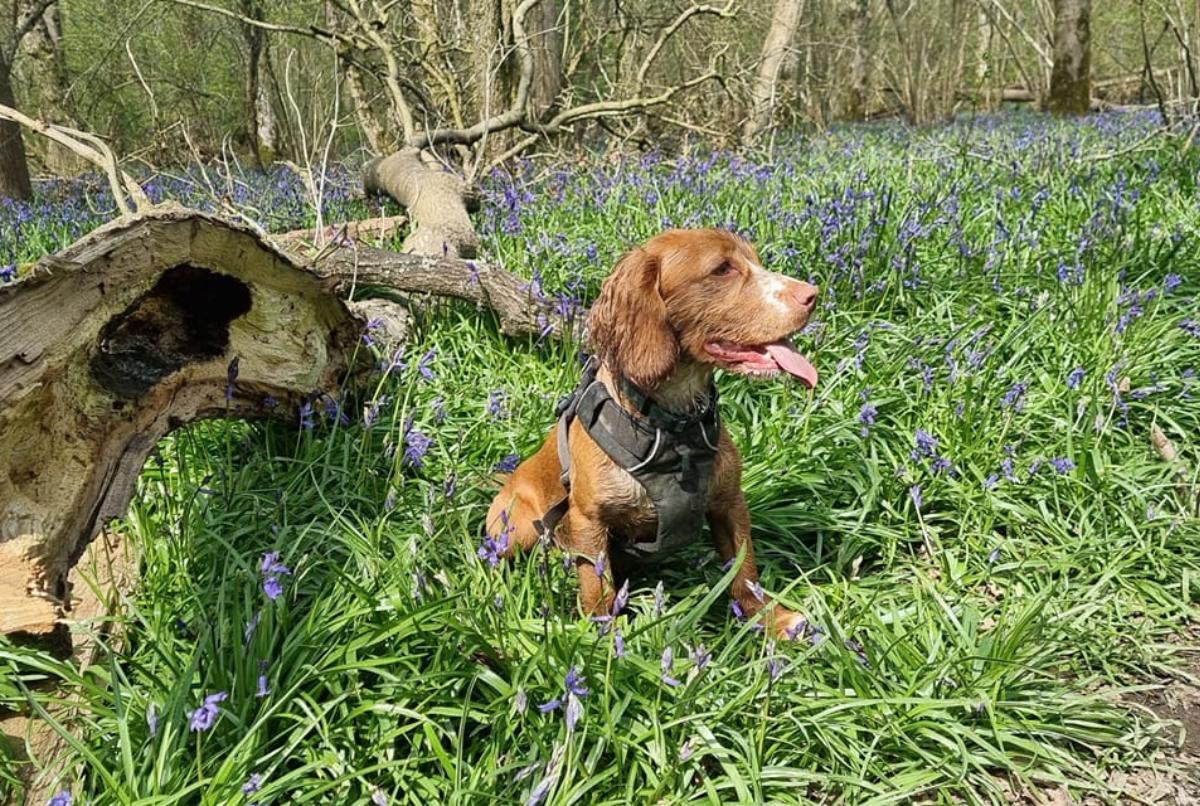 a dog sitting in a field of flowers