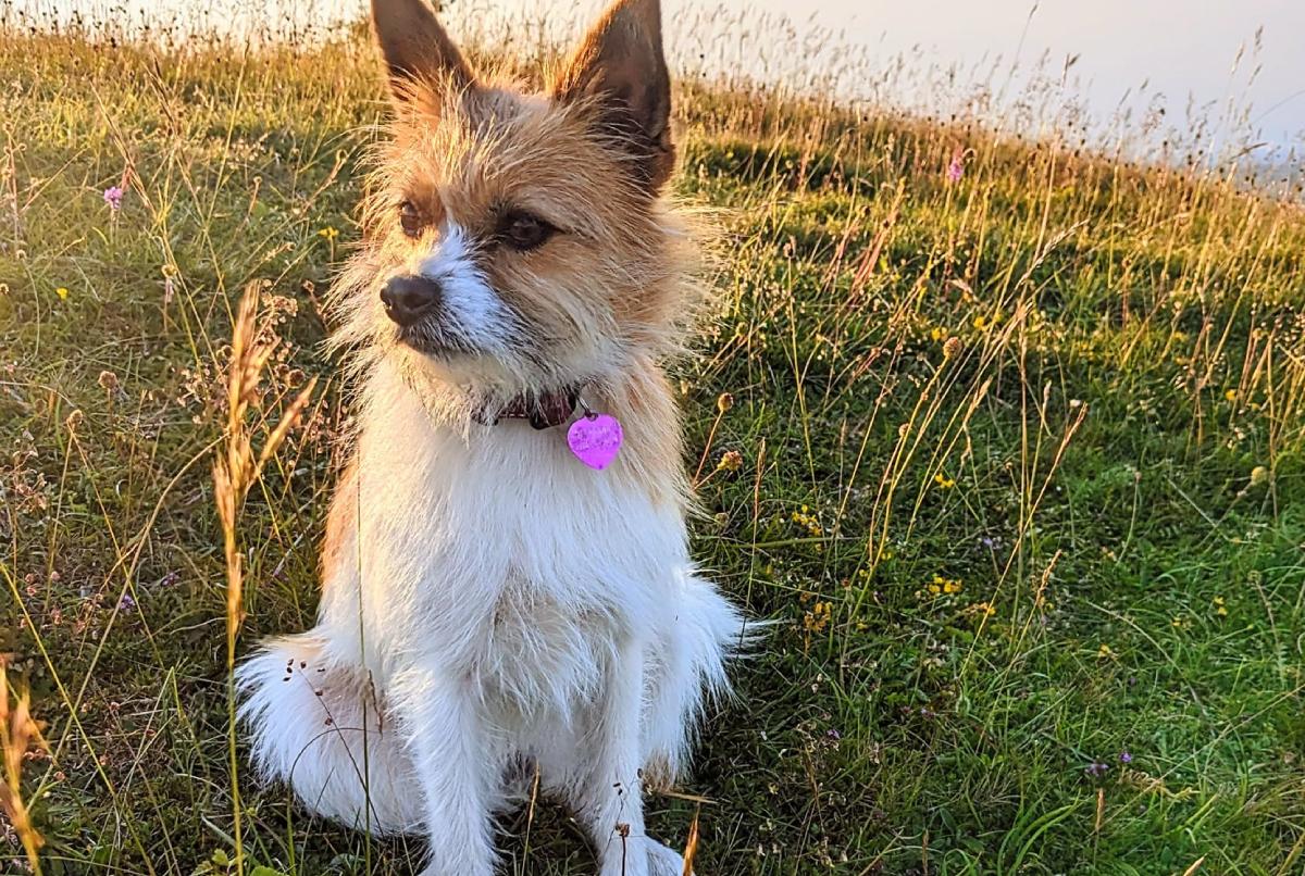 a dog sitting in grass