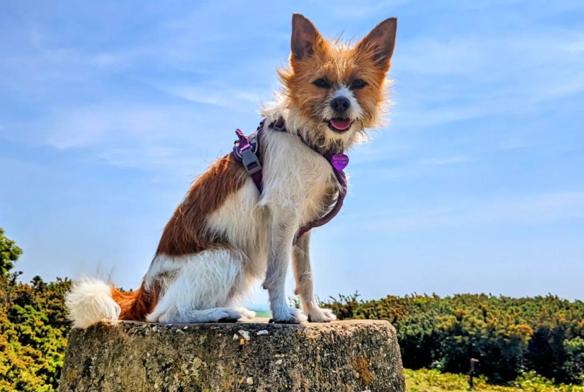 a dog sitting on a rock