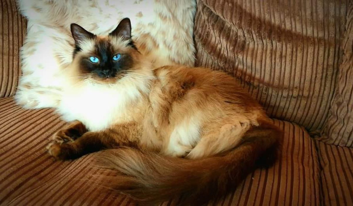 a cat lying on a couch