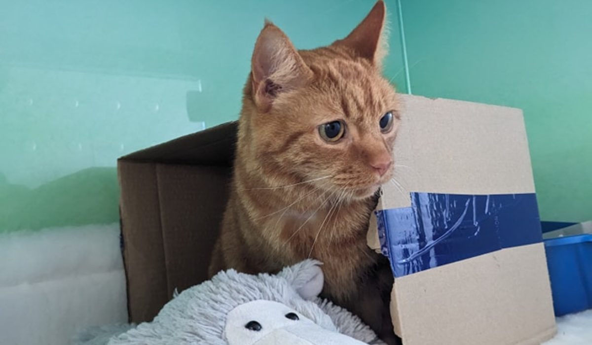 a cat sitting in a box