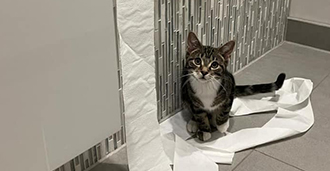 a cat sitting beside a bathroom counter