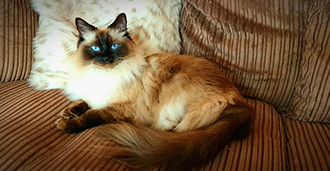 a cat with striking blue eyes lounging on a striped couch