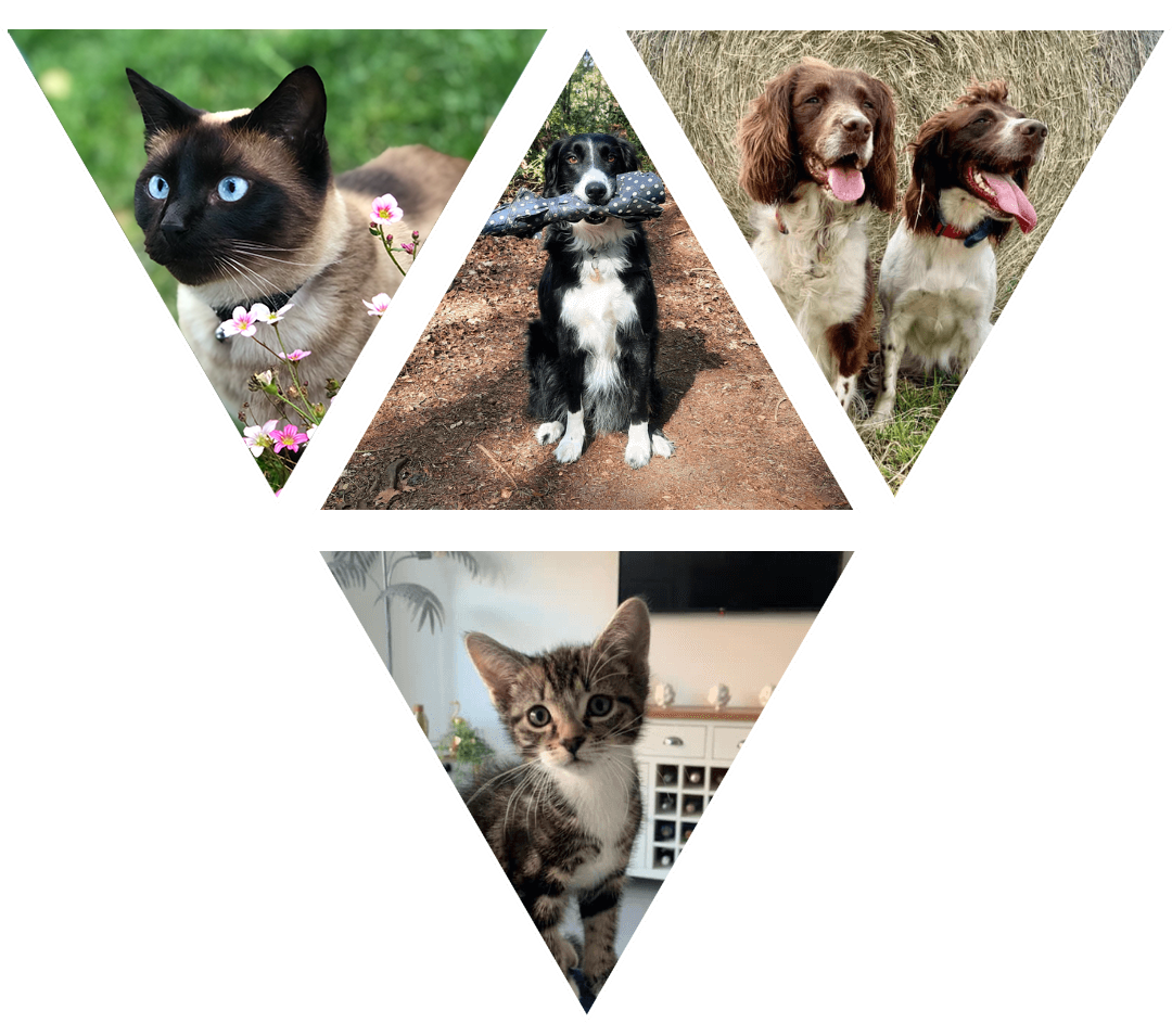 collage of pets