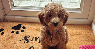 cute puppy sitting on a doormat with paw prints