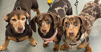 three dachshunds on leashes looking up