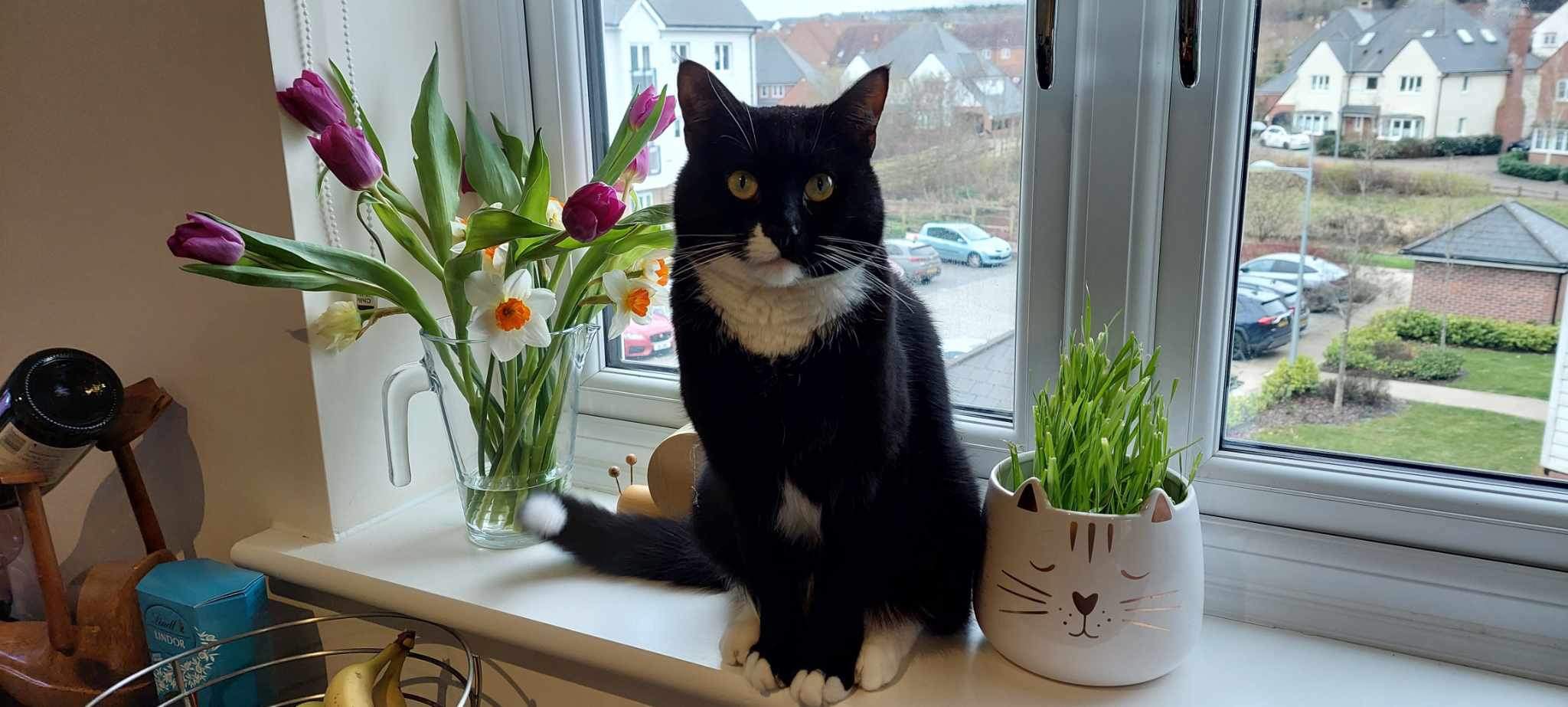 a cat sitting by a window with flowers and a plant