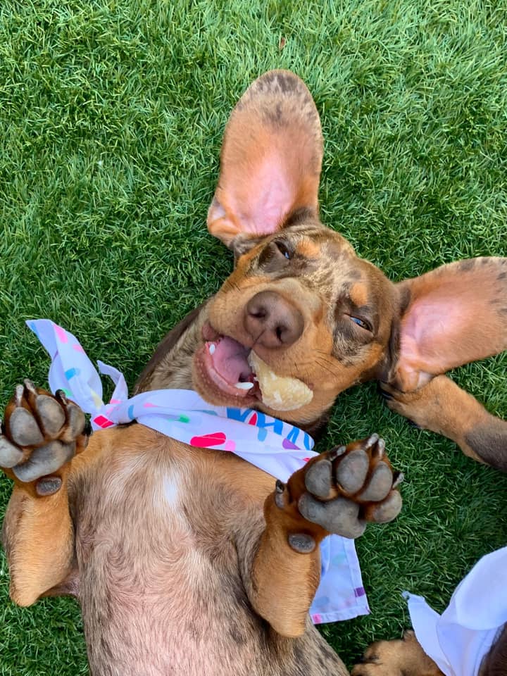 a dog lying on its back on grass