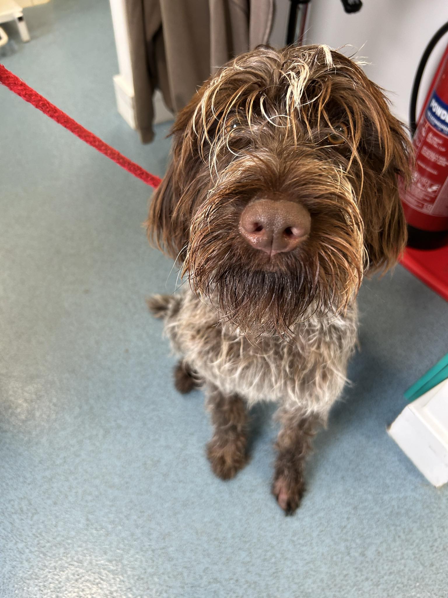 a dog sitting on a blue carpeted floor