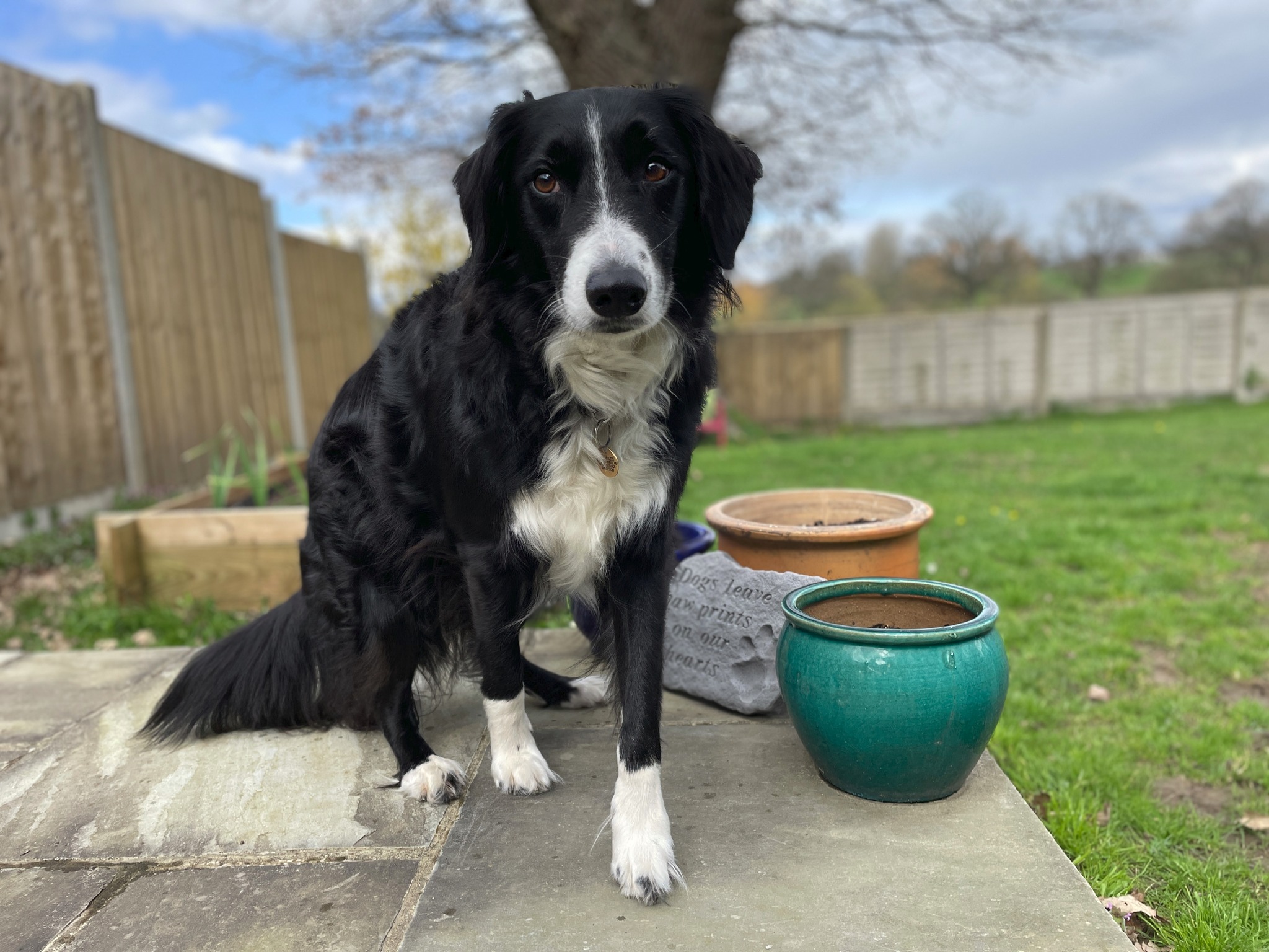 a dog sitting on a patio with plant pots