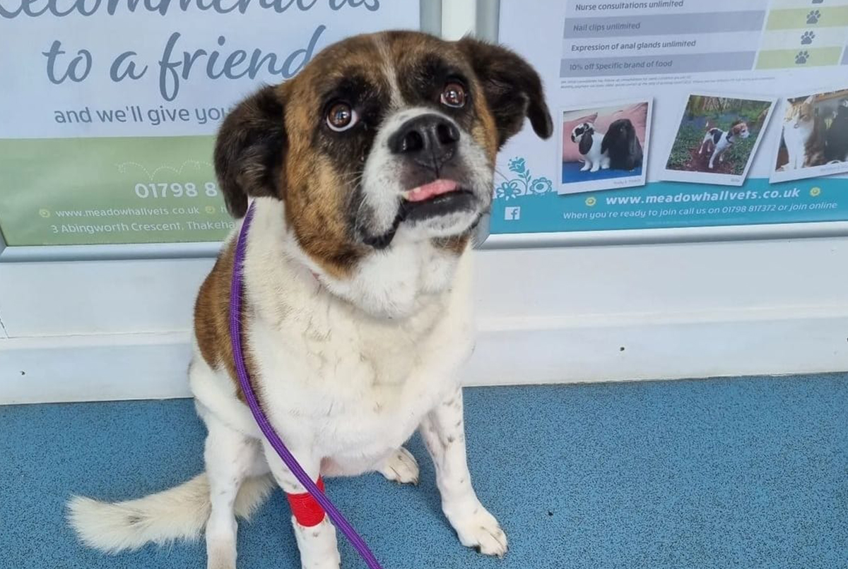 a dog sitting outside a veterinary clinic