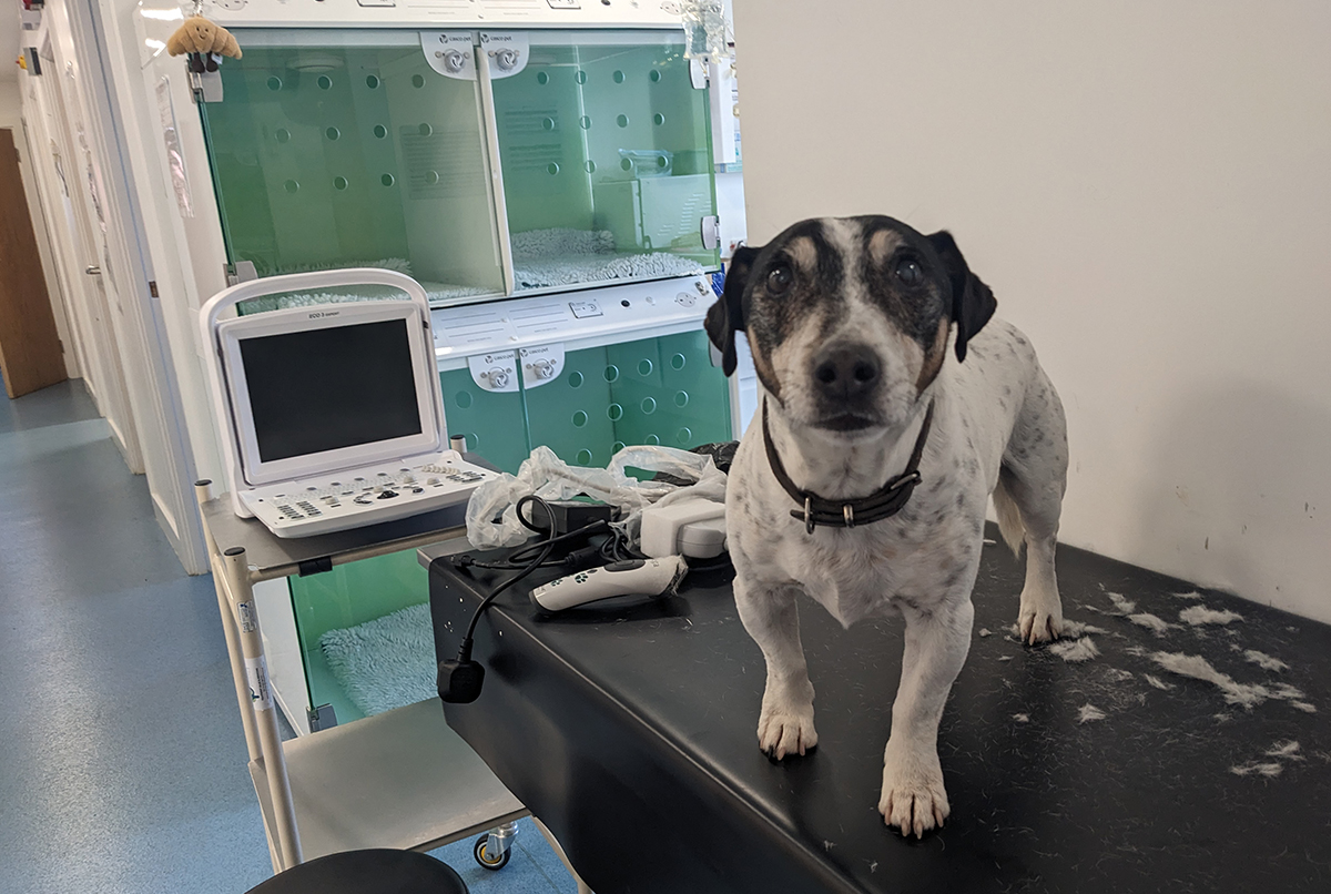 a dog standing on a vet examination table with medical equipment