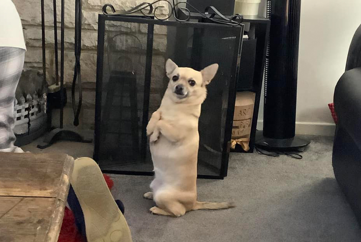 a dog standing on its hind legs