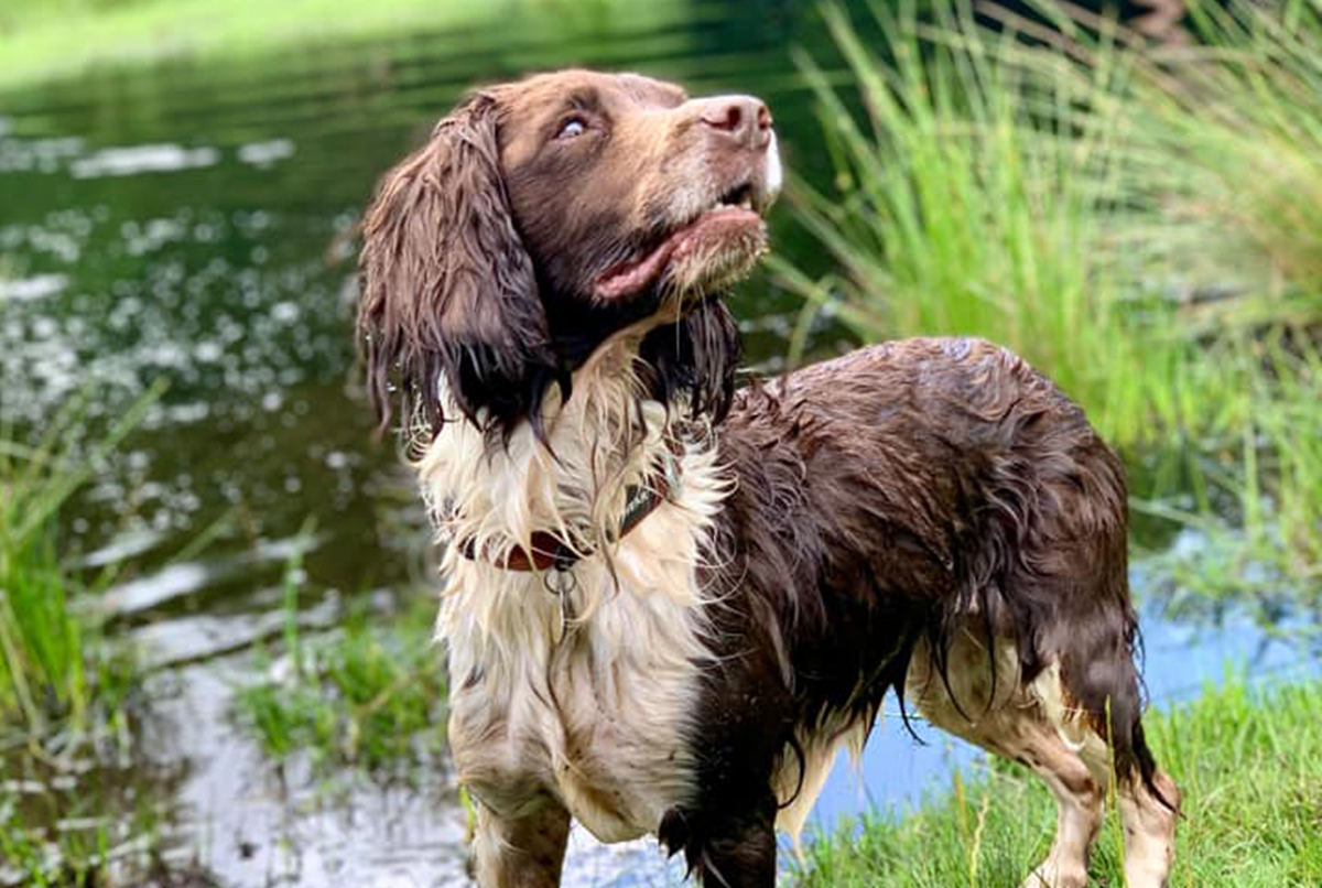 a dog stands by a pond