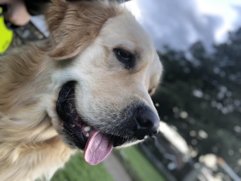 a dog with a blurred background