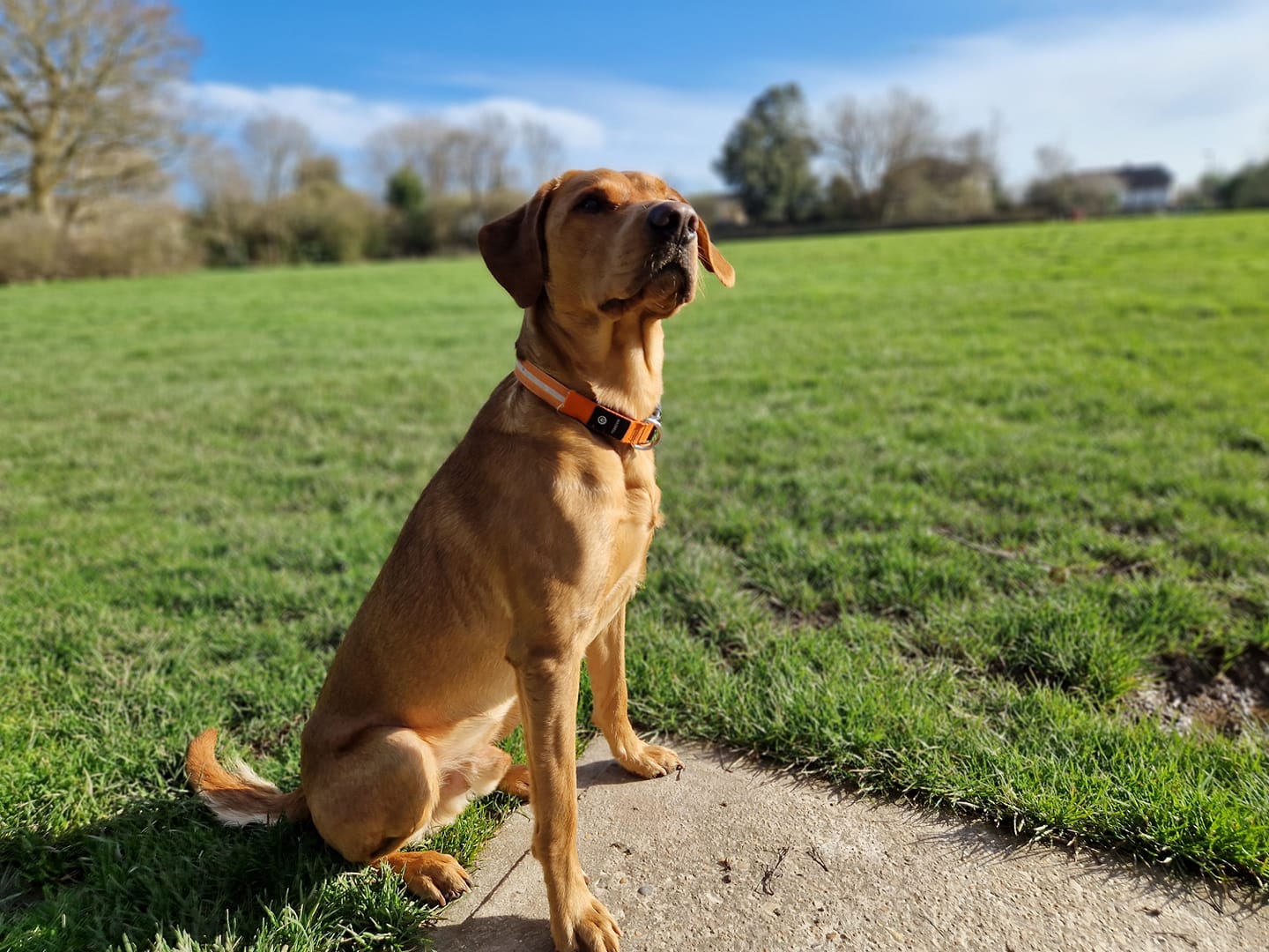 a dog with an orange collar sitting on grass