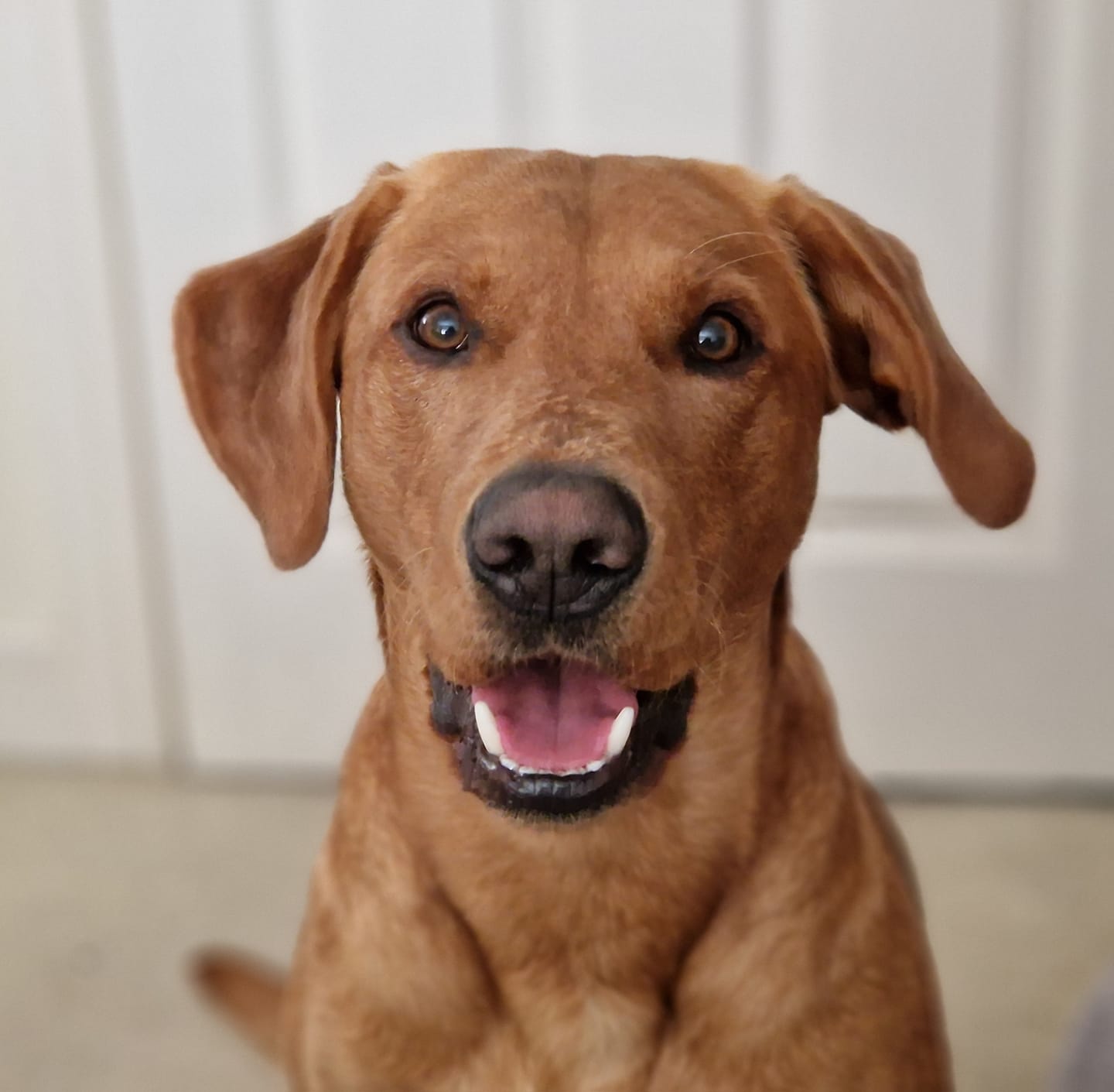 a dog with floppy ears and an open mouth