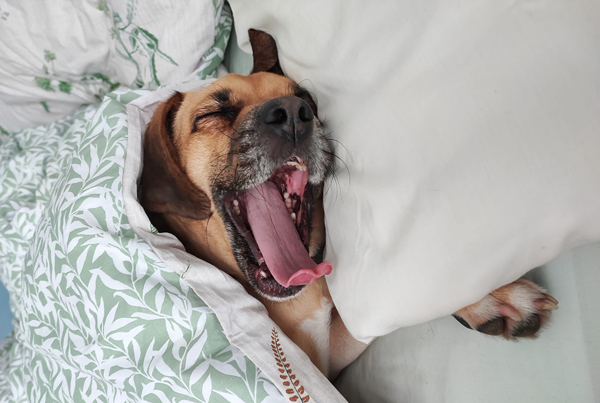 a dog yawning while partially covered by a leaf-patterned quilt