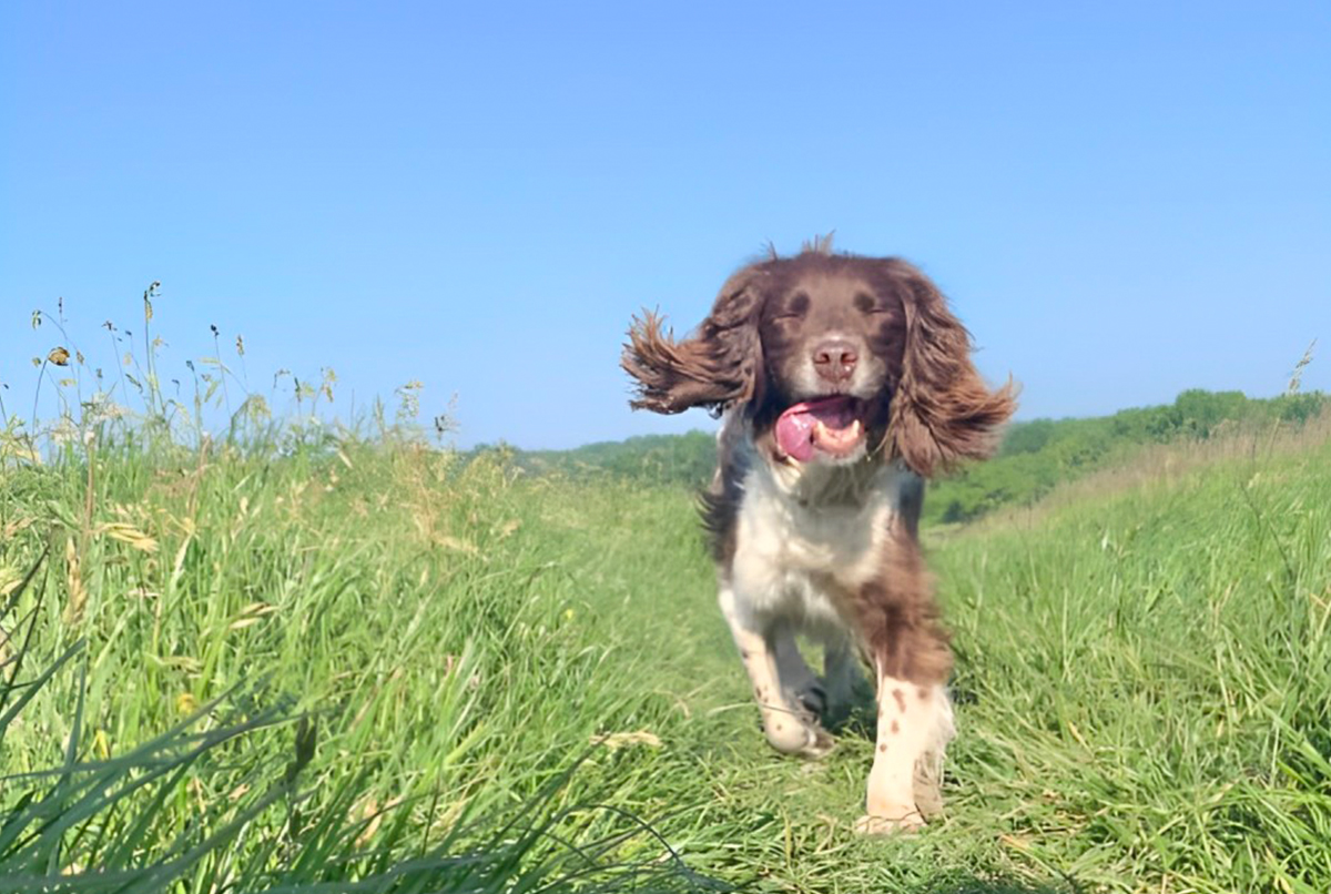 a happy brown and white dog running through a grassy field