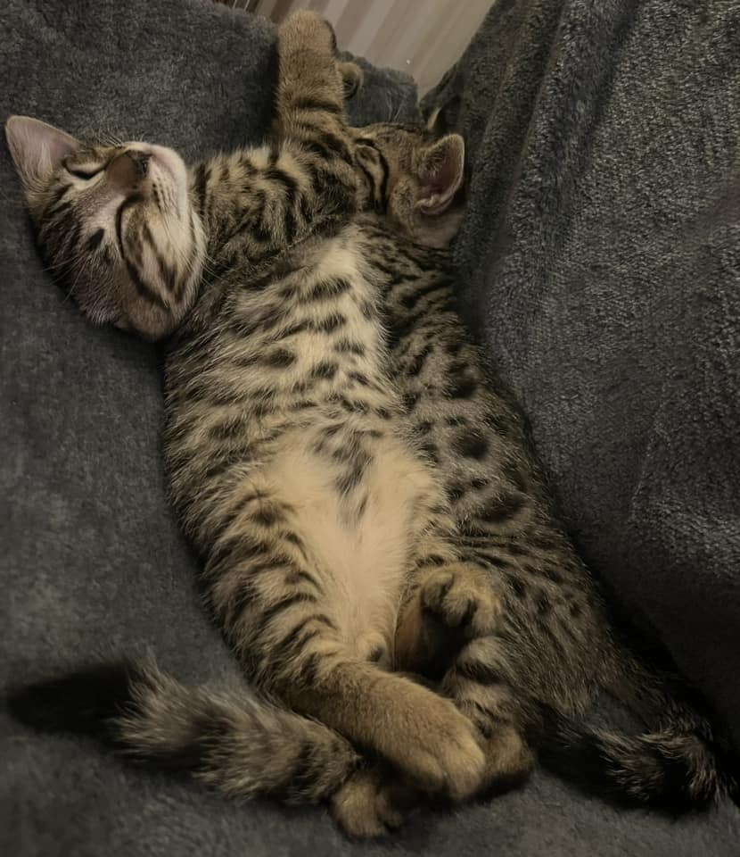 a tabby kitten sleeping on its back on a grey blanket