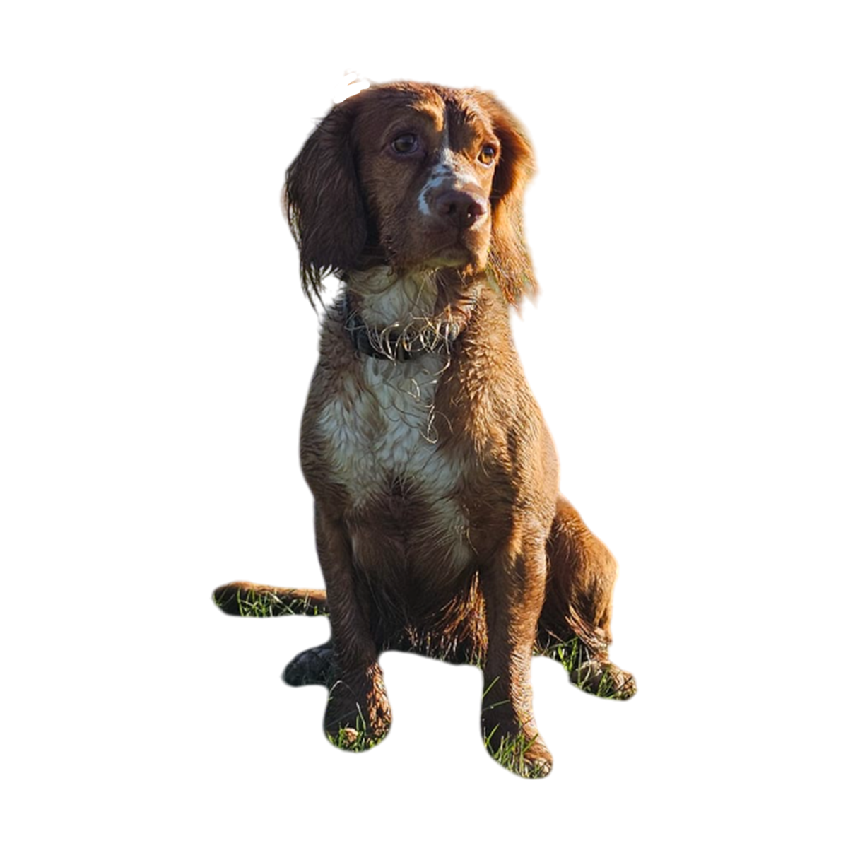 a wet brown dog sitting against a black background