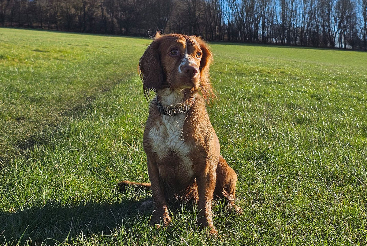 a wet brown dog with a collar sits attentively in a sunny grass field