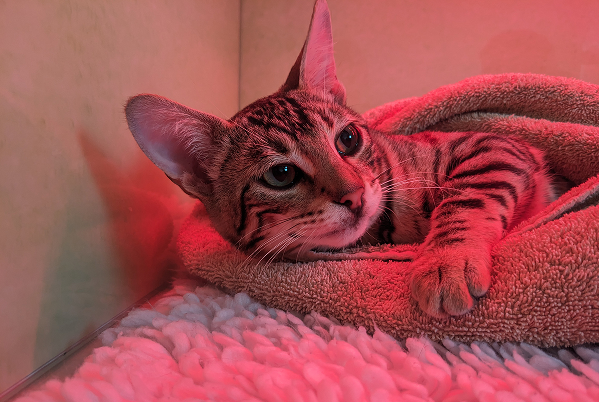 cat lounging in blanket under pink light