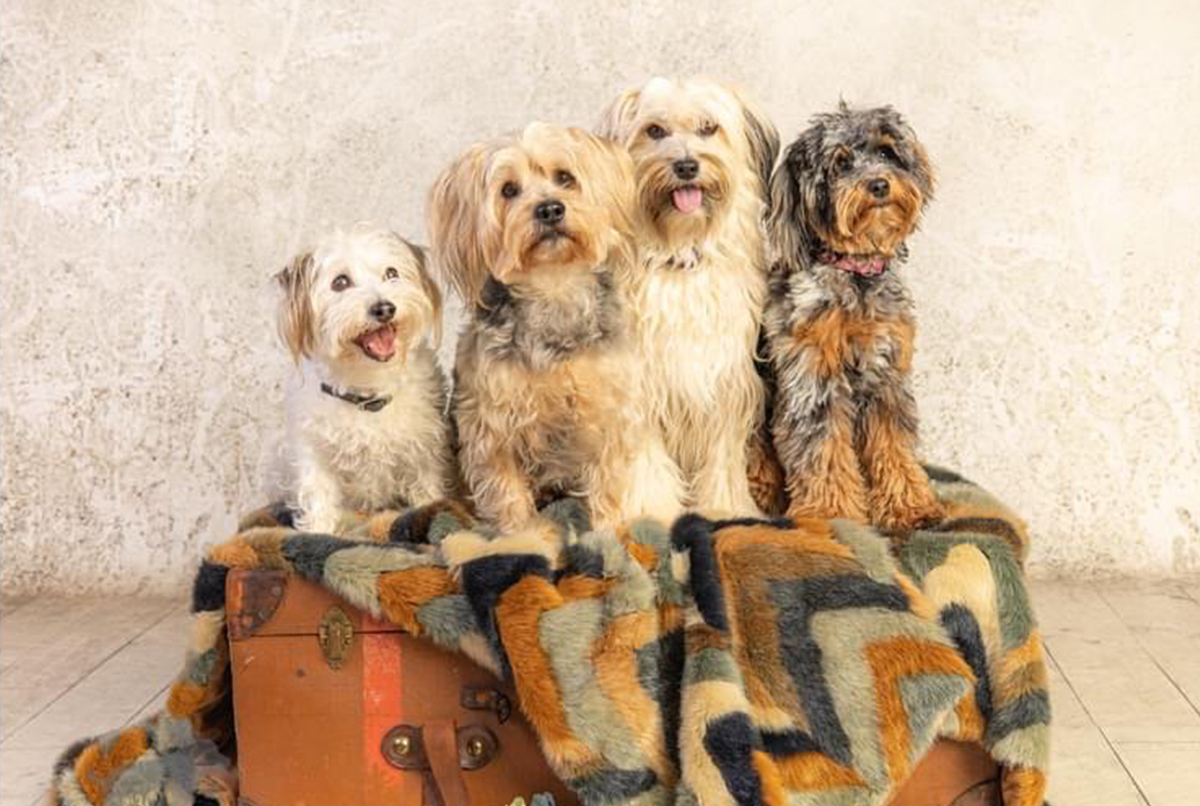 three dogs posing together on an old suitcase with a patterned blanket