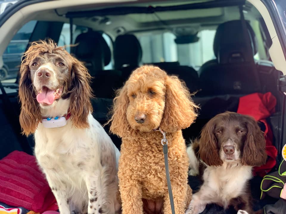 three dogs sitting in the back of a car