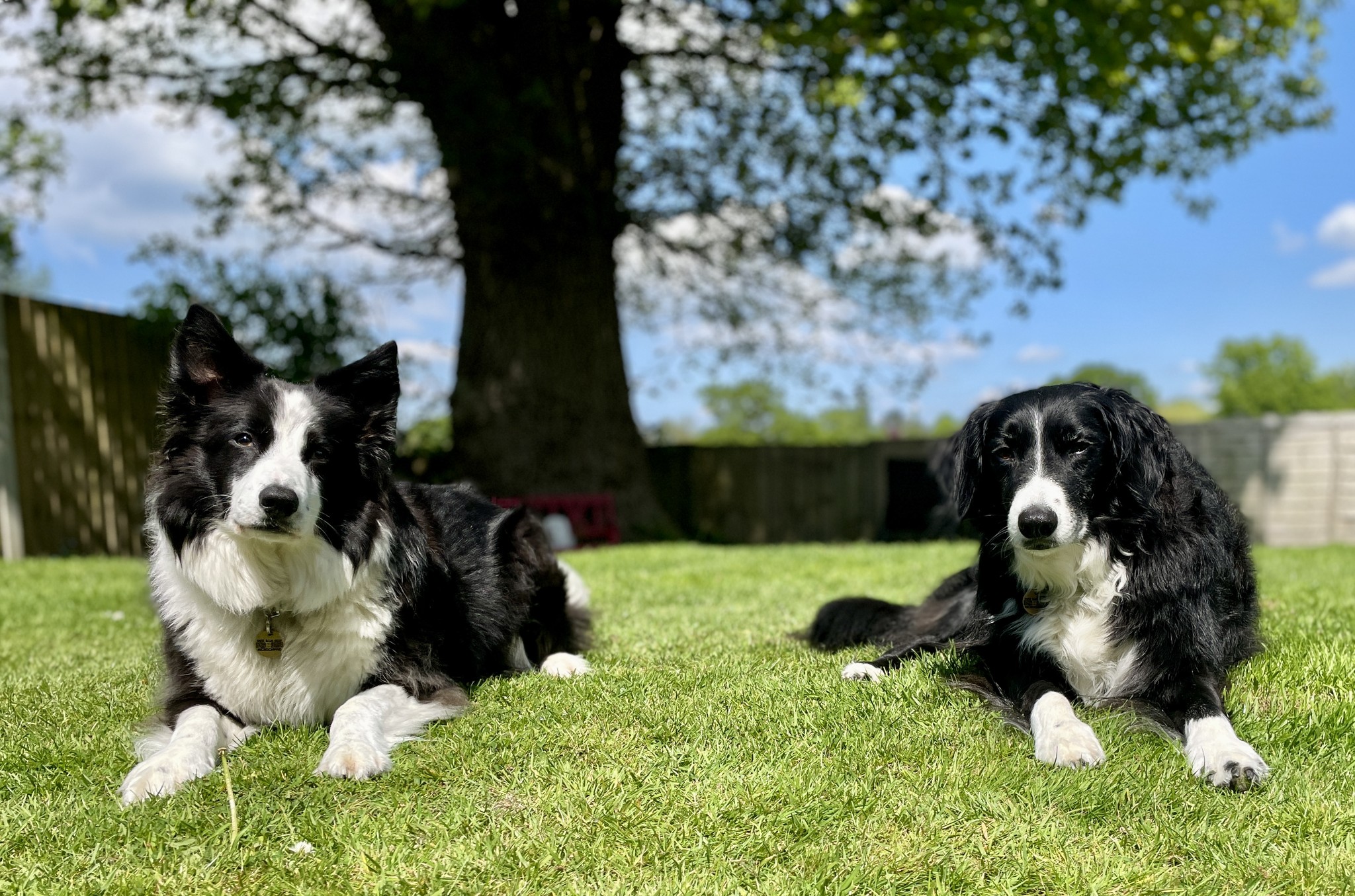 two Border Collies lying on grass with a tree