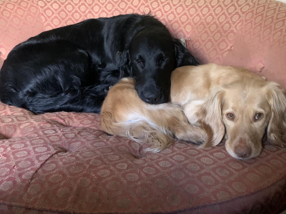 two dogs cuddling together on a patterned couch