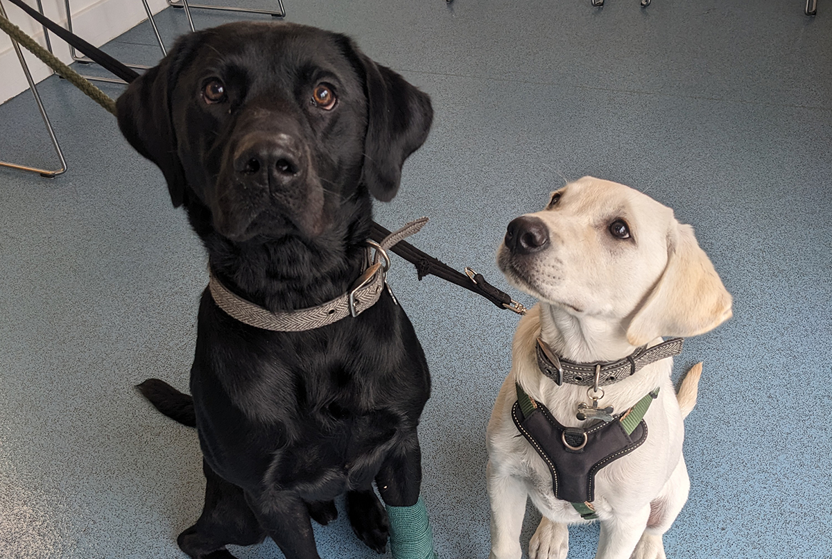 two dogs sitting on a floor