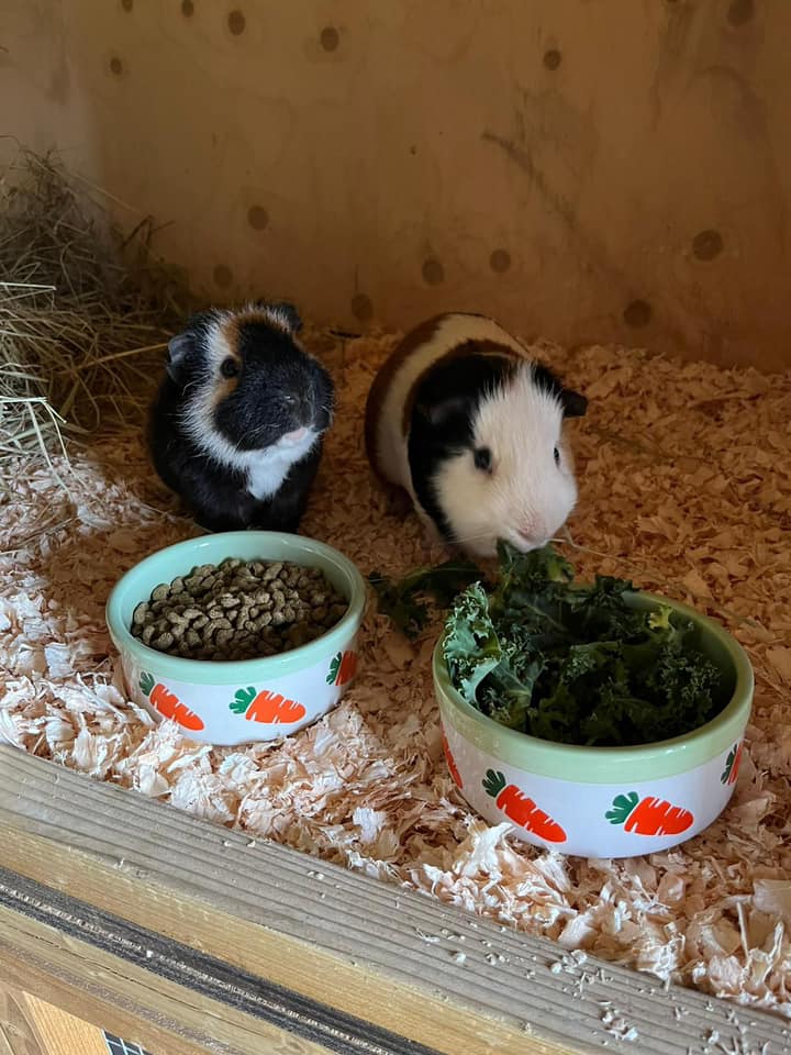 two guinea pigs with food bowls inside a wooden enclosure