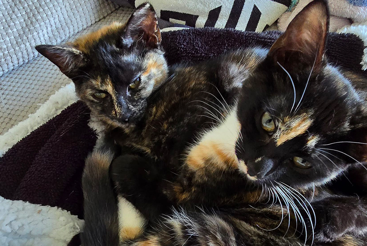 two tortoiseshell cats cuddling on a striped blanket